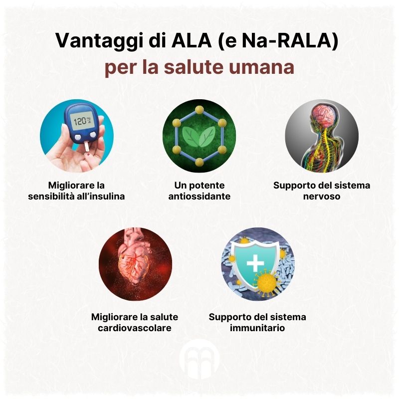 (Italština) Přínosy ALA (a Na-RALA) pro lidské zdraví